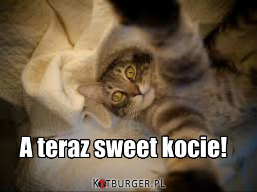 Sweet Kocie –  