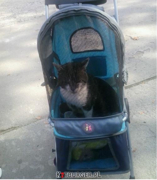 Whiskas w wózku dla kotów –  
