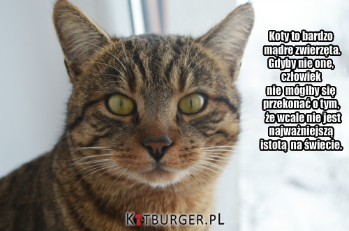 Koty to bardzo mądre zwierzęta... –  
