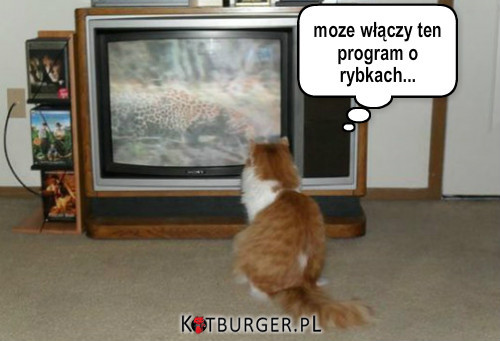 Telewizja... –  