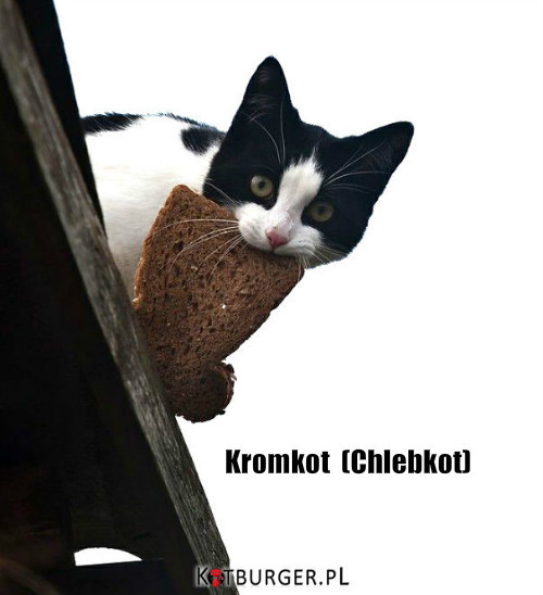 Kromkot (Chlebkot) –  