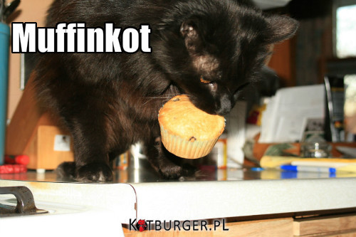 Muffinkot –  