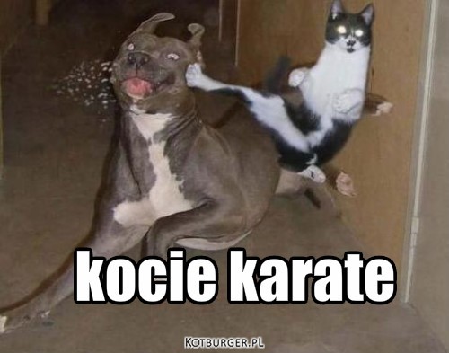 Karate – kocie karate 