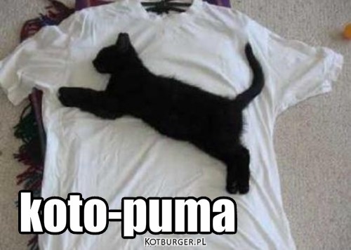 Puma – koto-puma 