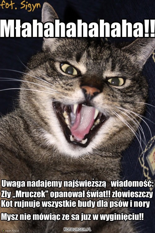 ZUooo }:&gt; – Mysz nie mówiąc ze sa juz w wyginięciu!! Kot rujnuje wszystkie budy dla psów i nory Uwaga nadajemy najświeższą   wiadomość: Zły ,,Mruczek'' opanował świat!! złowieszczy Młahahahahaha!! 