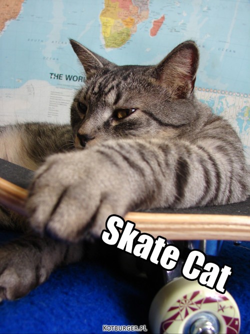 Deskorolki nie tylko dla ludzi – Skate Cat 