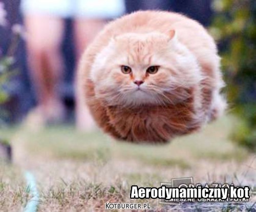 Aerodynamiczny kot – Aerodynamiczny kot 