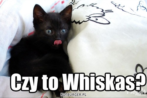 Czy to Whiskas? – Czy to Whiskas? 