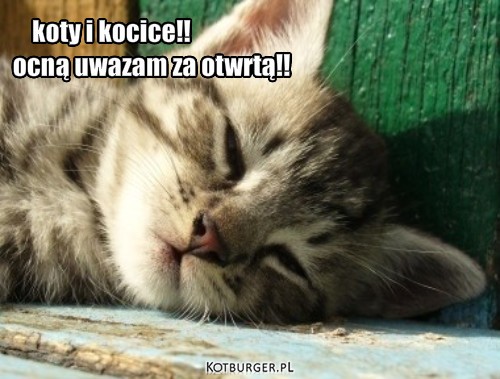 Ciacha – koty i kocice!!
Ciszę nocną uwazam za otwrtą!! 