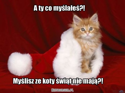 Świeta!! – A ty co myślałeś?! Myślisz ze koty świąt nie mają?! 