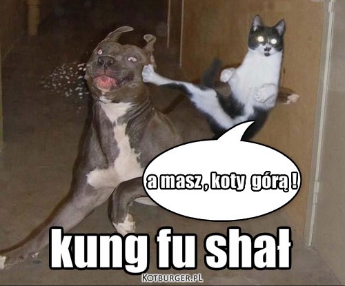 Kung fu – a masz , koty  górą ! kung fu shał 