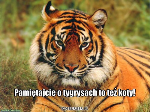 Pamiętajcie – Pamiętajcie o tygrysach to też koty! 