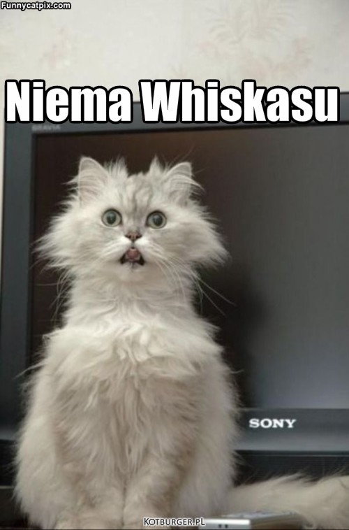 Niema Whiskasu? – Niema Whiskasu 