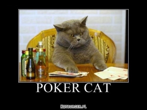 Poker cat –  