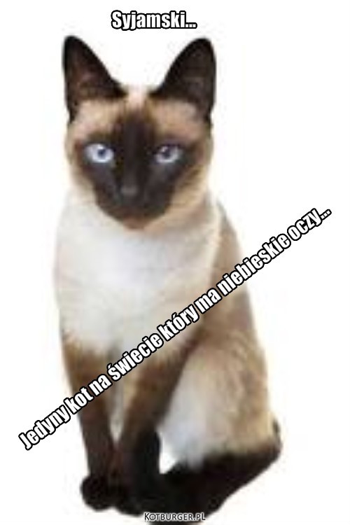 Wyjątek :) – Syjamski... Jedyny kot na świecie który ma niebieskie oczy... 