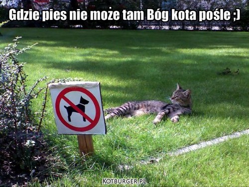 Koty mogą więcej :P – Gdzie pies nie może tam Bóg kota pośle ;) 