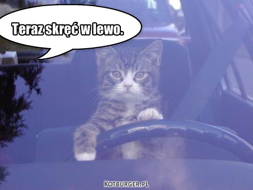 Kot kierowca – Teraz skręć w lewo. 