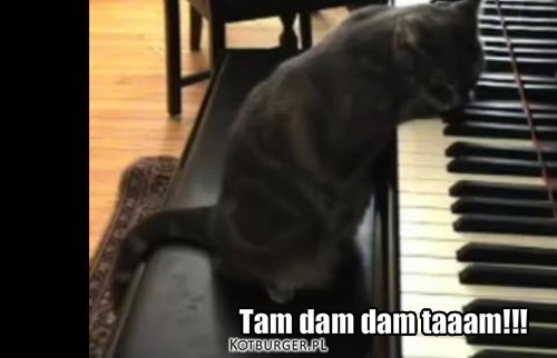 Kot muzykant – Tam dam dam taaam!!! 