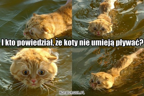 Koty jednak pływają!! – I kto powiedział, że koty nie umieją pływać? 