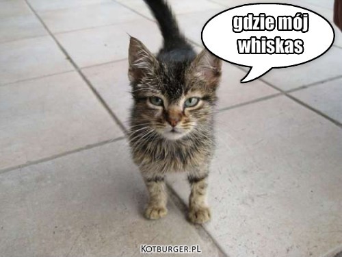 Whiskas – gdzie mój
whiskas 