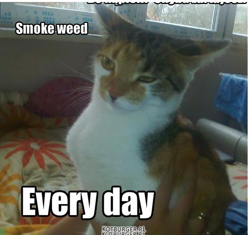 Smoke weed – Smoke weed Every day 