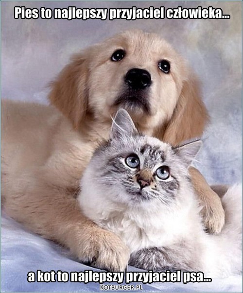  ... – Pies to najlepszy przyjaciel człowieka... a kot to najlepszy przyjaciel psa... 