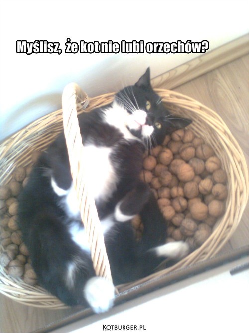 Orzechy – Myślisz,  że kot nie lubi orzechów? 