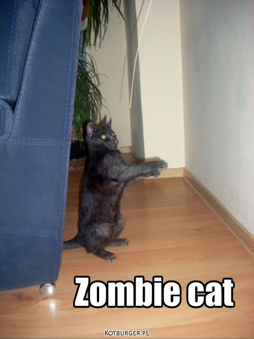 Zombie – Zombie cat 