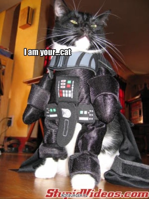 Your Cat – I am your...cat 