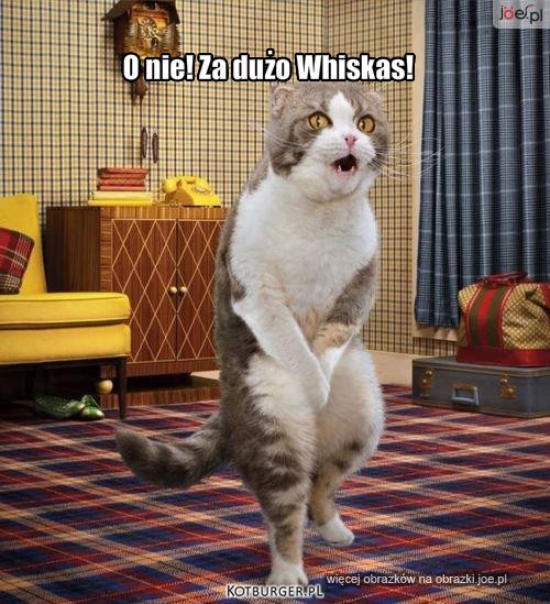 Za dużo whiskas – O nie! Za dużo Whiskas! 