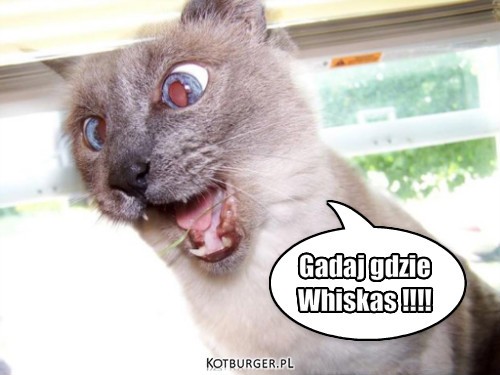 Whiskas – Gadaj gdzie 
Whiskas !!!! 
