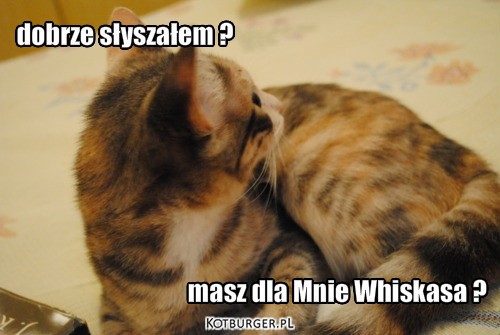 Masz dla Mnie Whiskasa ? – masz dla Mnie Whiskasa ? 