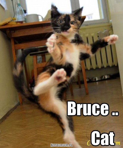 Bruce Le – Bruce .. Cat 