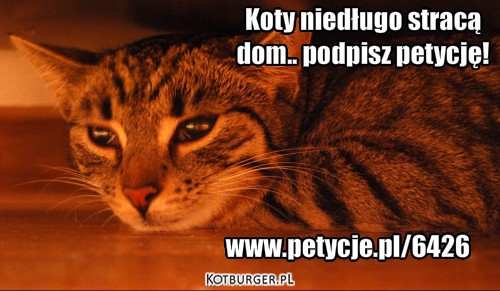 Koty niedługo stracą dom... podpisz petycję! –  