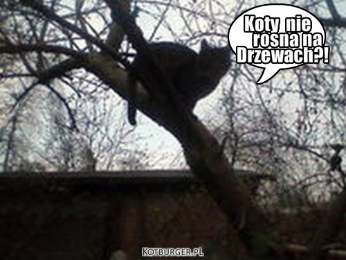 :D – Koty  nie rosna na Drzewach?! 