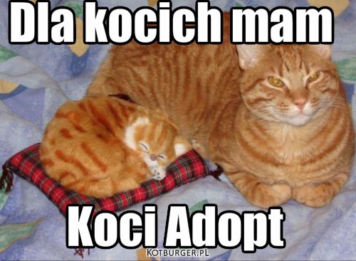 :D – Koci Adopt Dla kocich mam 