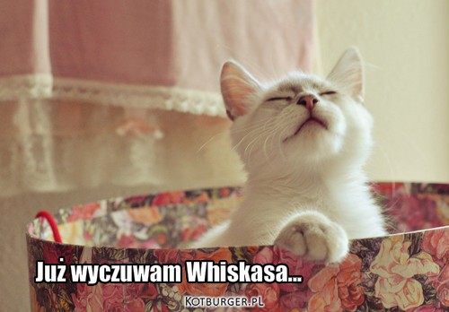 Już wyczuwam Whiskasa... – Już wyczuwam Whiskasa... 