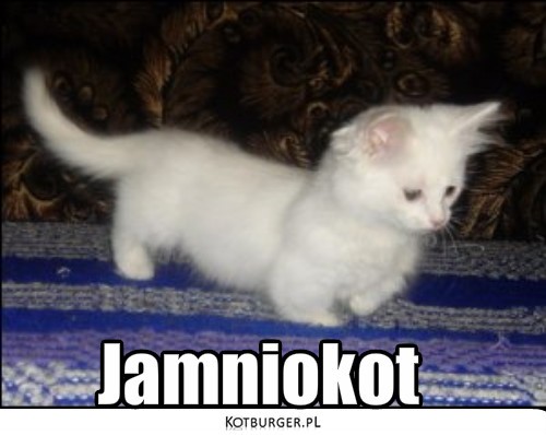 Oto przed państwem: – Jamniokot 