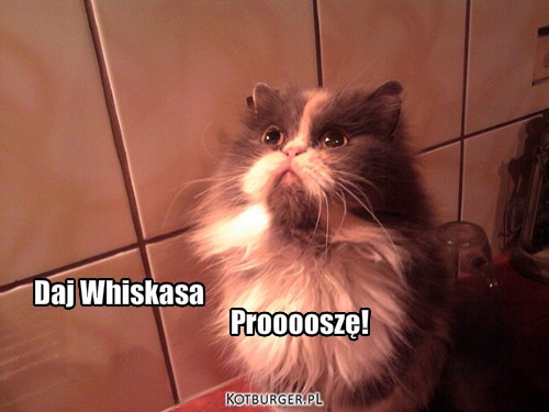 Daj Whiskasa Prooooszę! – Daj Whiskasa Prooooszę! 