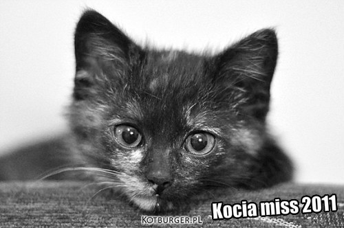 Kocia miss 2011 – Kocia miss 2011 