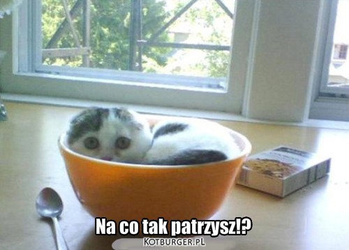 Smaczny kotek – Na co tak patrzysz!? 
