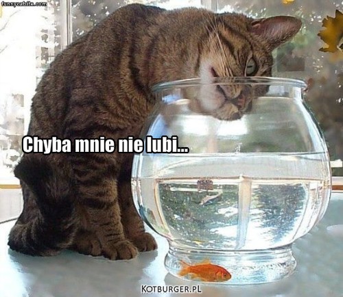 Złota rybka – Chyba mnie nie lubi... 