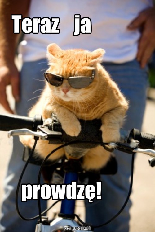 Kot na rowerze – Teraz    ja prowdzę! 