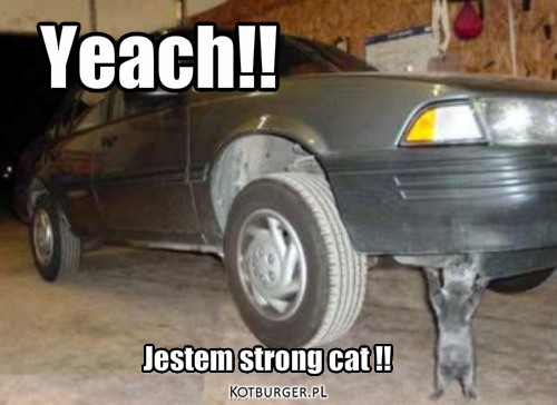 Strong Cat – Jestem strong cat !! Yeach!! 