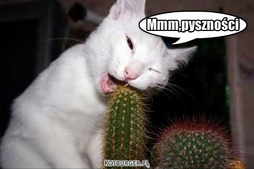 Kaktusik mniam – Mmm,pyszności 