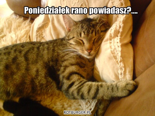 Leniwy kot – Poniedziałek rano powiadasz?.... 