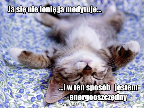 Leniwy kot – Ja się nie lenię,ja medytuję... ...i w ten sposób   jestem
energooszczędny 