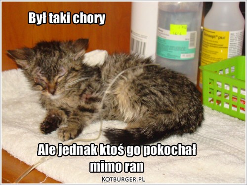 Chory kotek :( – Był taki chory Ale jednak ktoś go pokochał
mimo ran 