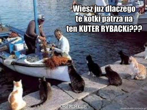 Kotki i łódź – Wiesz juz dlaczego
te kotki patrza na
ten KUTER RYBACKi??? 
