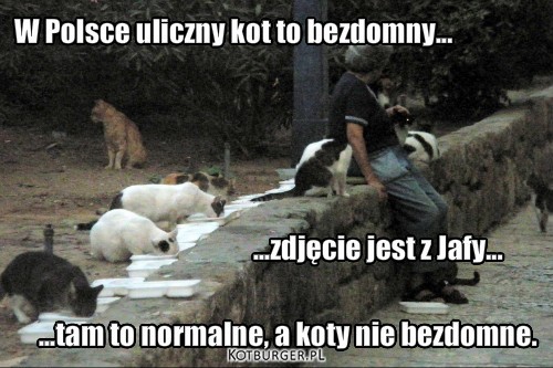 Stereotypy – W Polsce uliczny kot to bezdomny... ...zdjęcie jest z Jafy... ...tam to normalne, a koty nie bezdomne. 